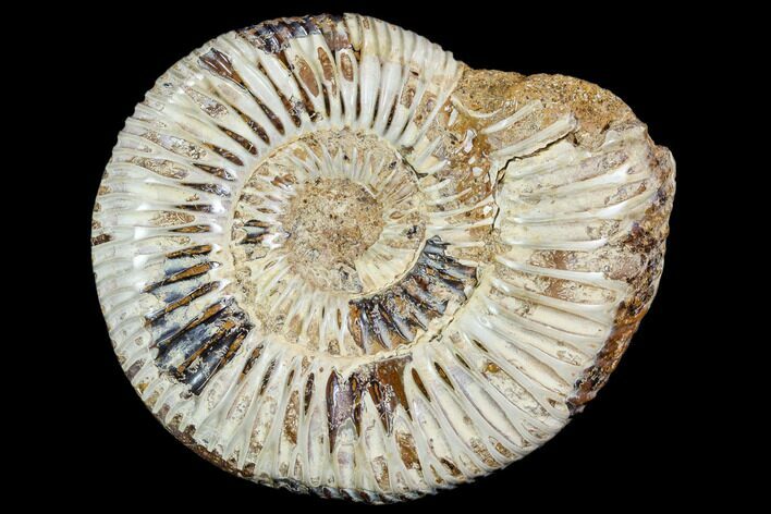 Polished Jurassic Ammonite (Perisphinctes) - Madagascar #104941